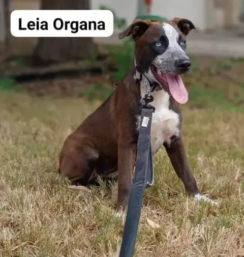 Leia