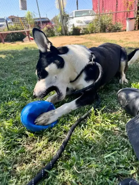 Molly photo 4