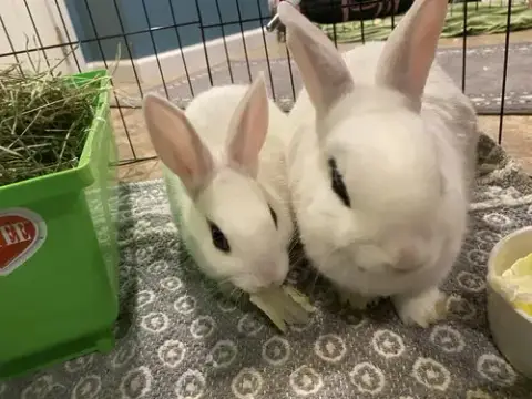 Jupiter Rabbit photo 5