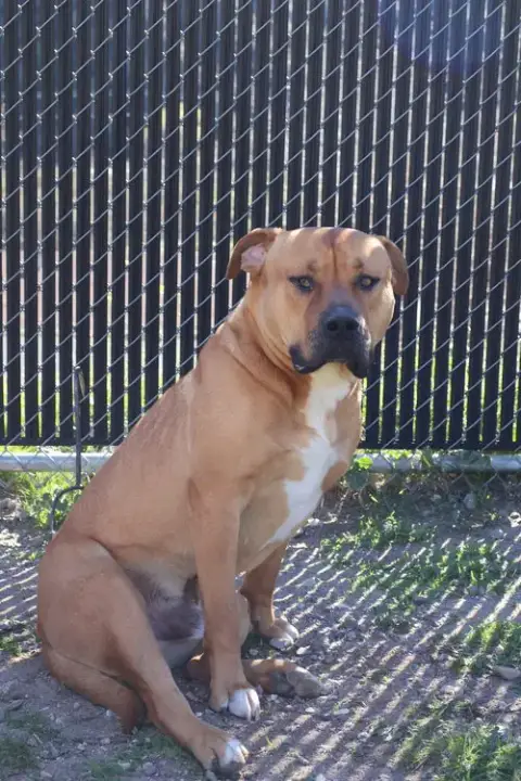 Bruno