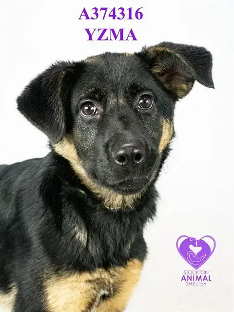 Yzma