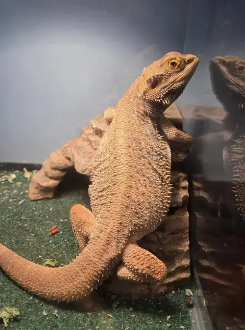 Mr Lizard
