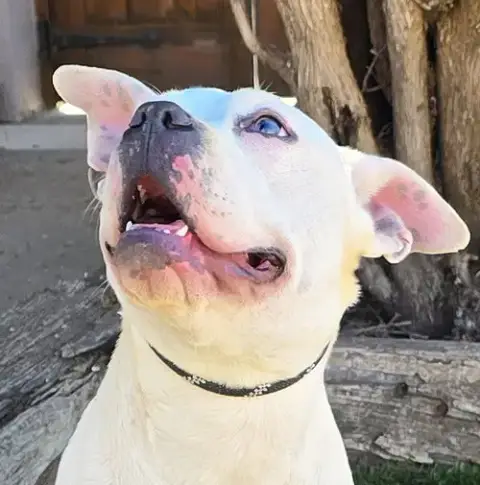 Magical Ms Mia More ~ American Bully House Hippo