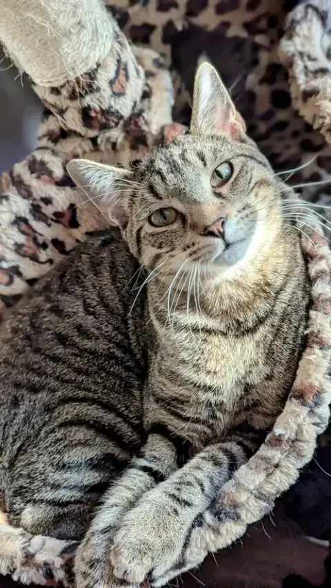 Peppercorn photo 4