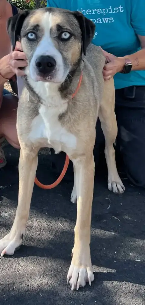 Coco