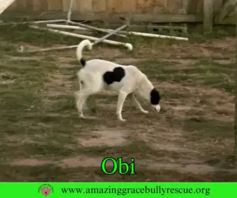 Obi photo 3