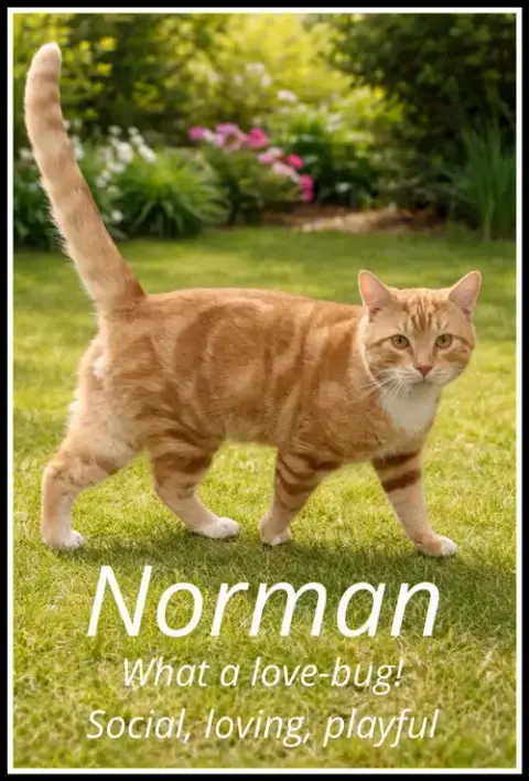 Norman