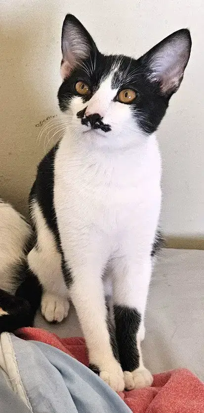 Kitten Garlic Bread