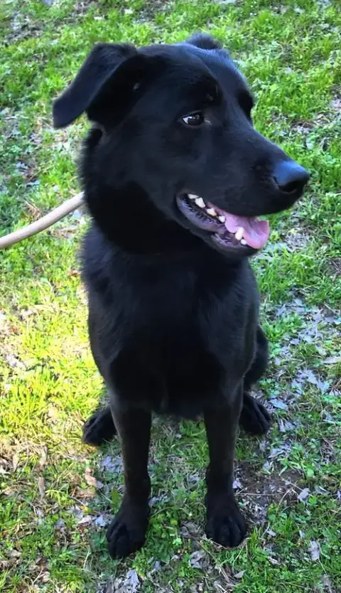 260254  Bark Simpson photo 4