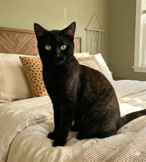 Smudge