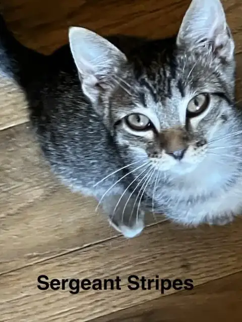 Sergeant Stripes