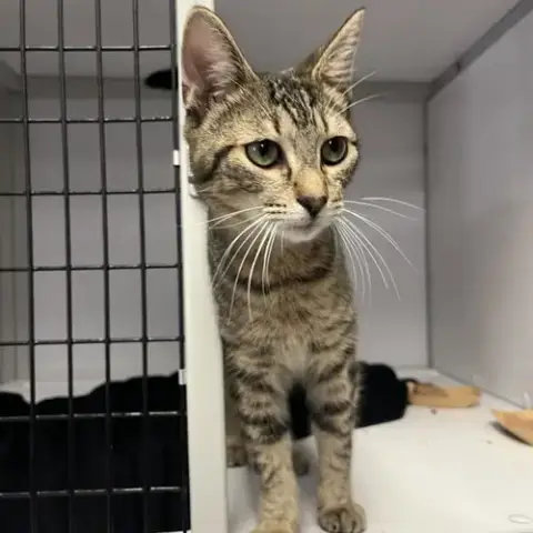 Smeagol