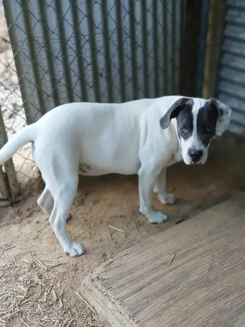 Shiloh photo 3