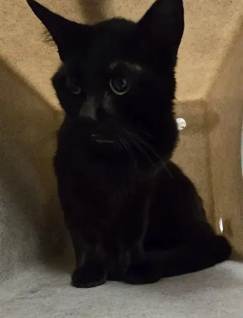 Felix