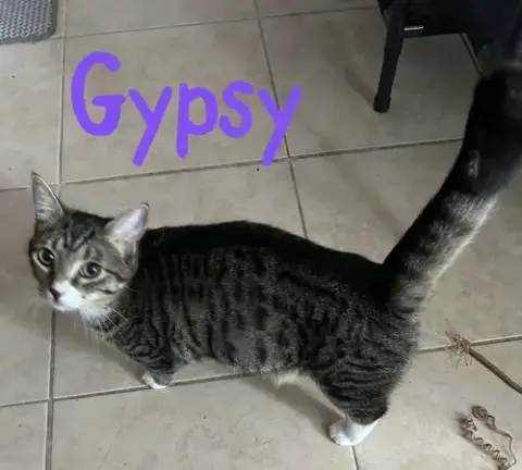 Gypsy "Dime photo 3