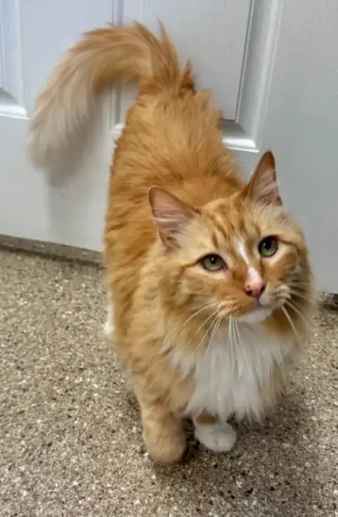 Little Cat