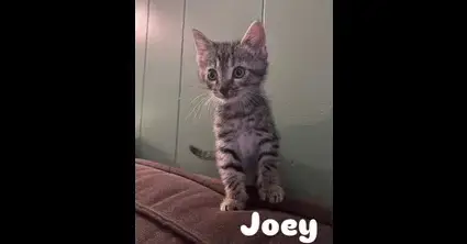 Joey
