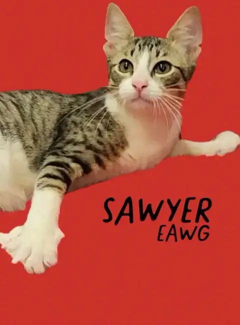 Sawyer photo 2