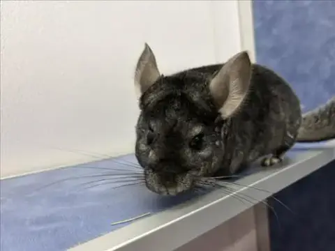 Daisy