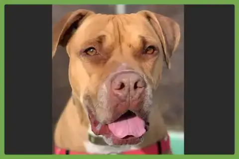 Jax