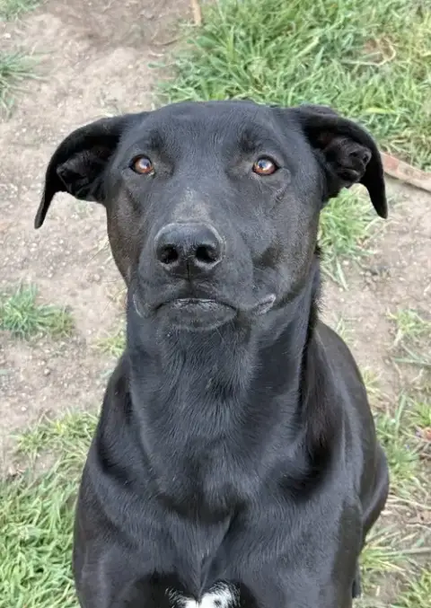 Boomer photo 4