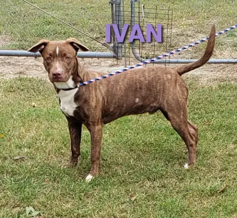Ivan photo 2
