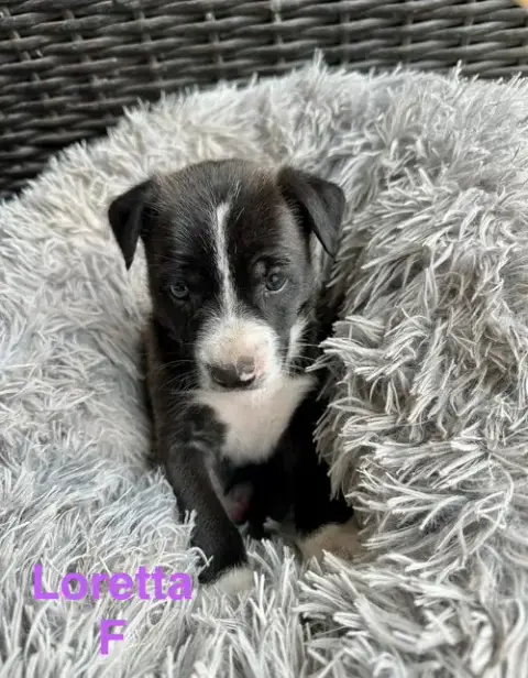 Loretta