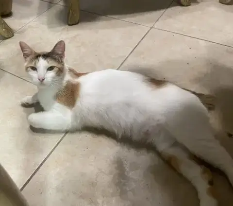 Salsa