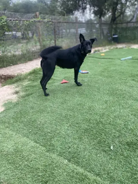 Echo