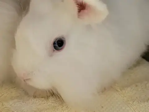Yuki
