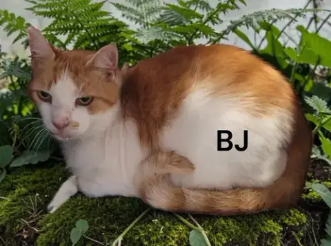 Bj photo 2