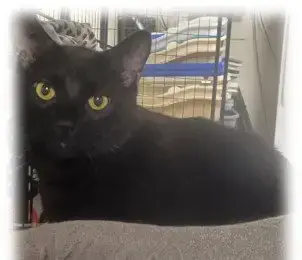 Bagheera photo 4