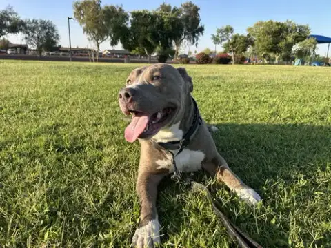 Bruce