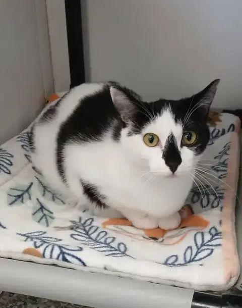 Pepperoni