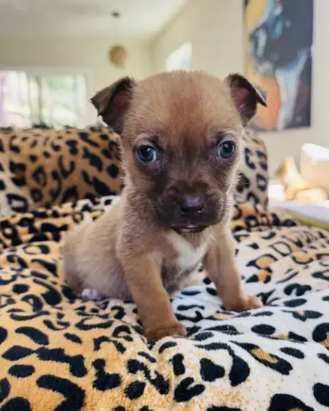 Barley