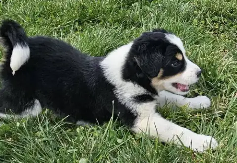 Puppy Waffles photo 3