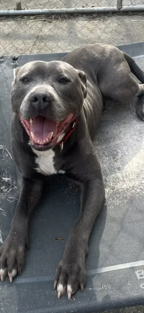 Bluey photo 3