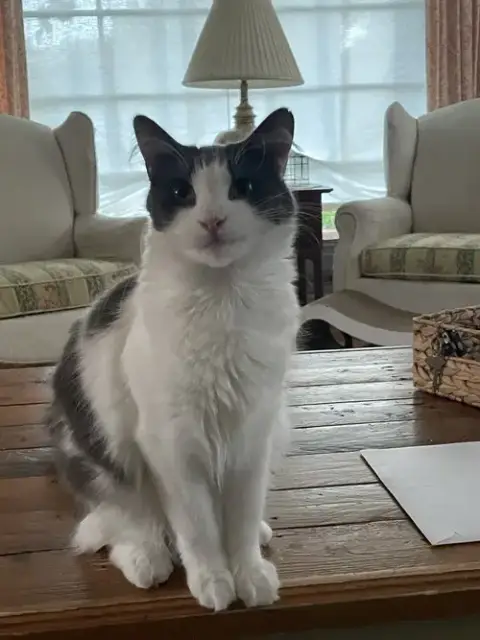 Sweetie And Milo