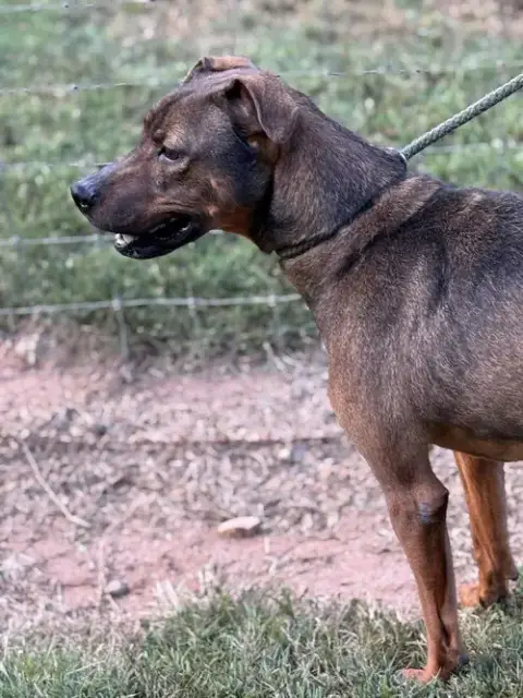 Rufus photo 2