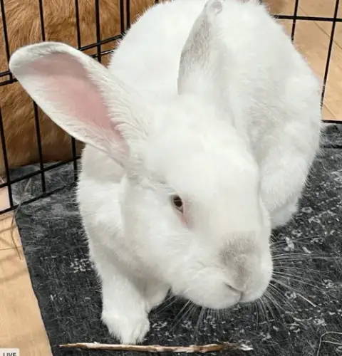Clyde