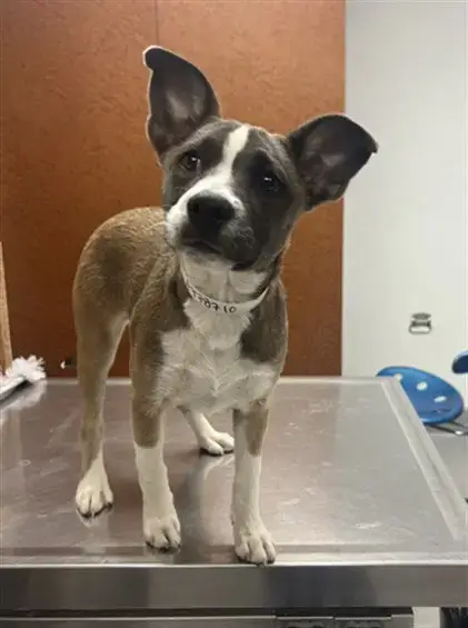 Harper