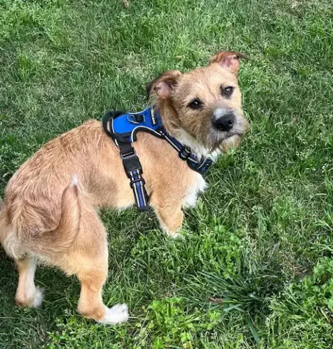 Griffin photo 5