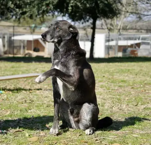 Banjo photo 3