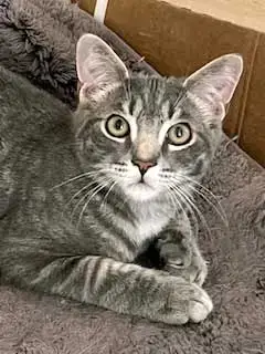 Kitten Max