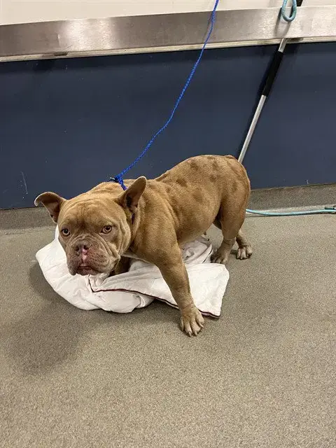 Coco