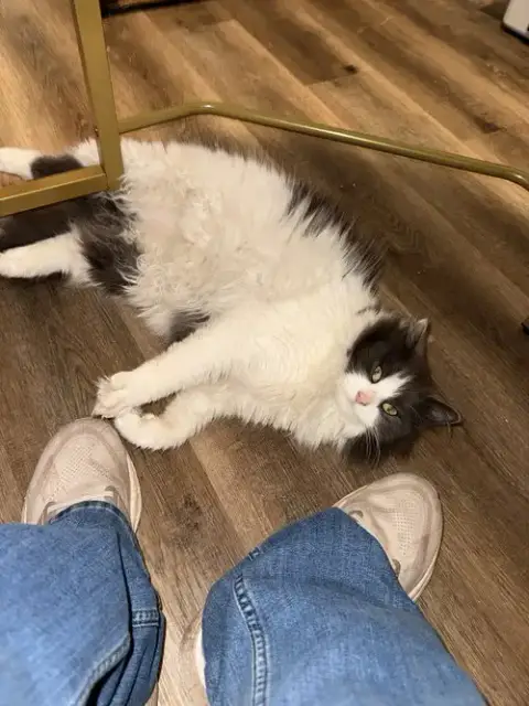 Sploot photo 2
