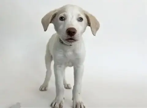 Maverick