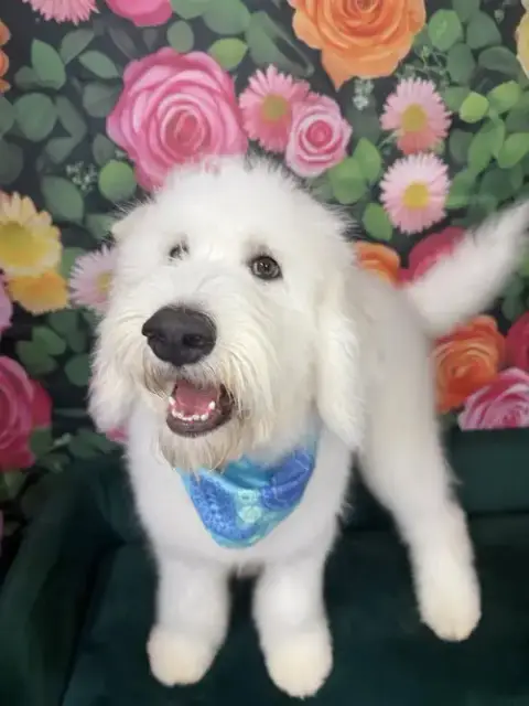 Pablo Escobark photo 2