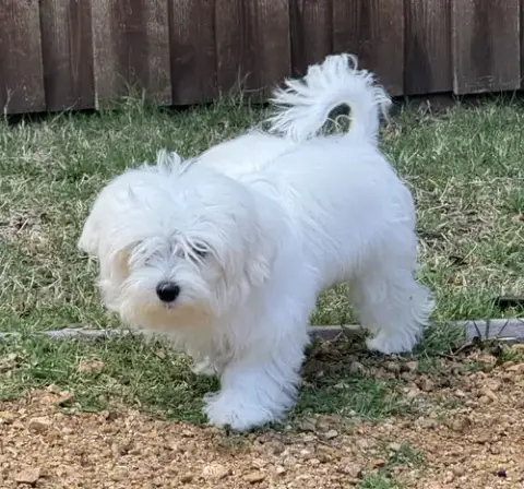 Bella photo 2