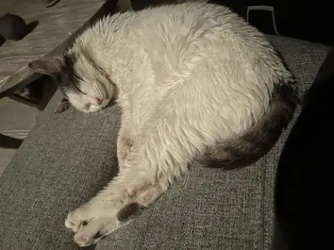 Shrimp photo 3